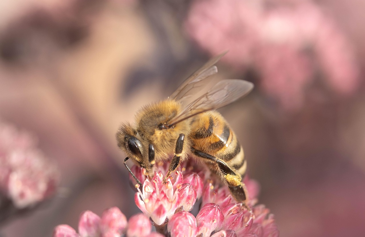 The Industrious Bee: Symbol of Sacred Work (Image Credits: Pixabay)