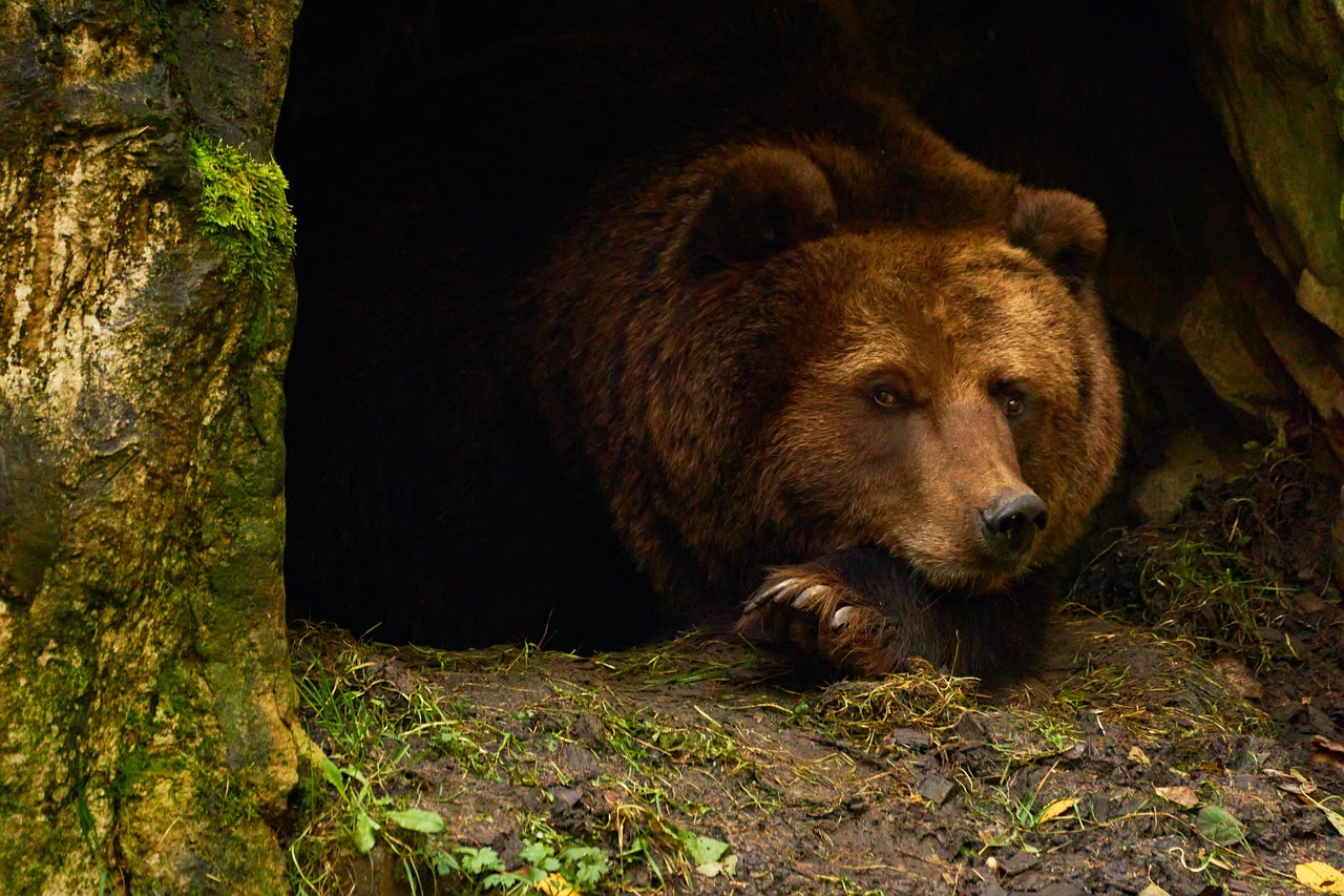 The Grounded Bear: Embodiment of Practical Wisdom (Image Credits: Pixabay)