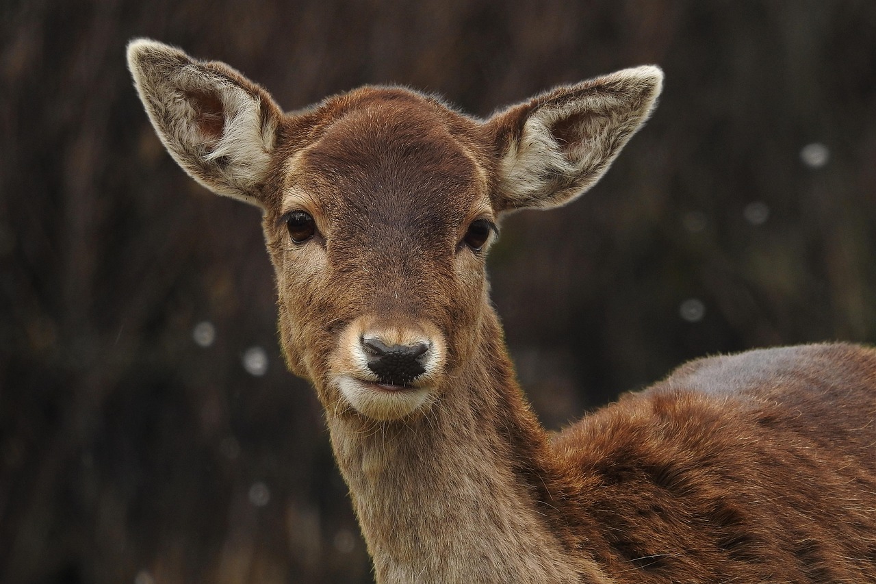 The Graceful Deer: Symbol of Gentle Strength (Image Credits: Pixabay)
