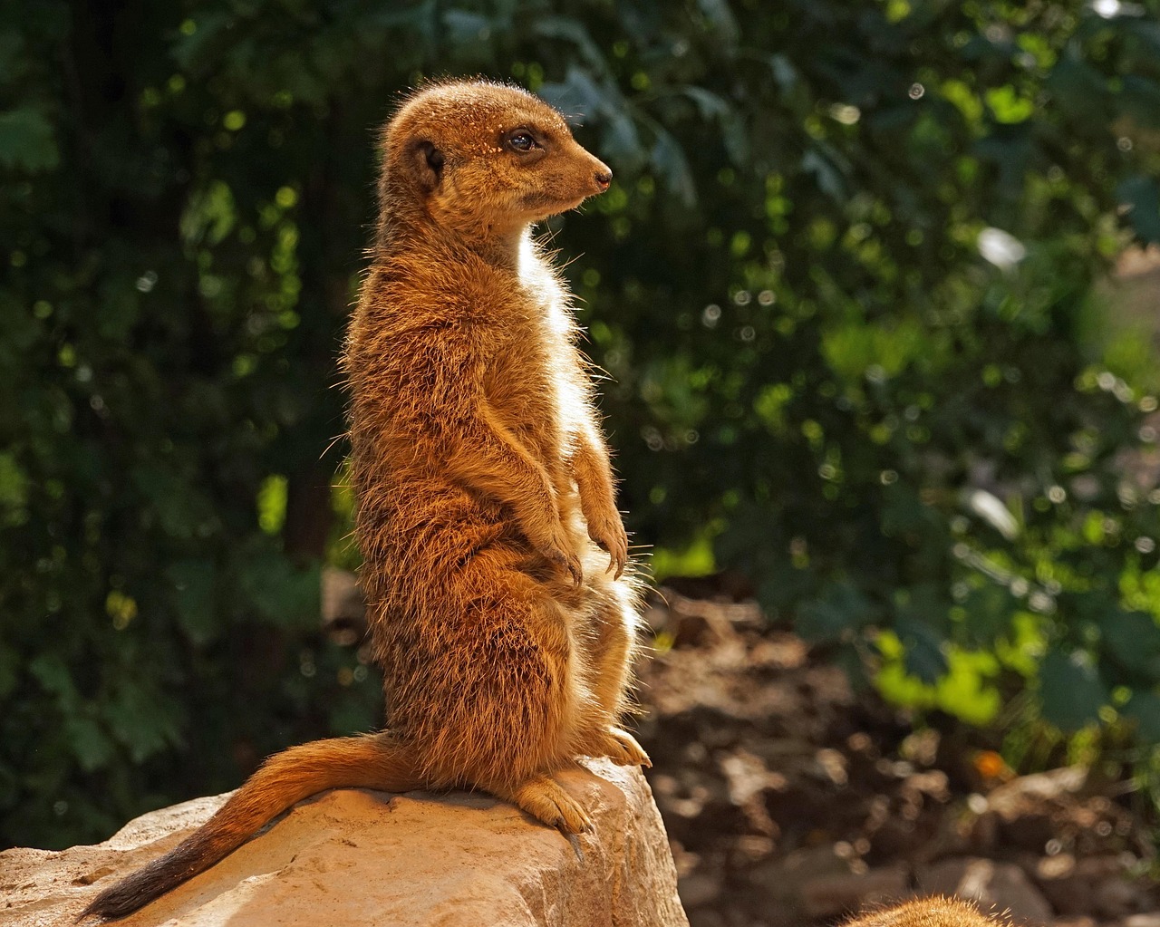The Vigilant Meerkat: Master of Community Care (Image Credits: Pixabay)