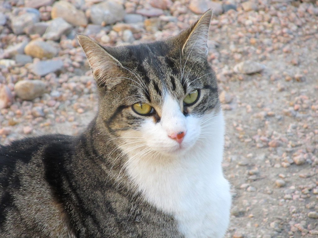 The Independent Cat: Guardian of Selective Wisdom (Image Credits: Flickr)