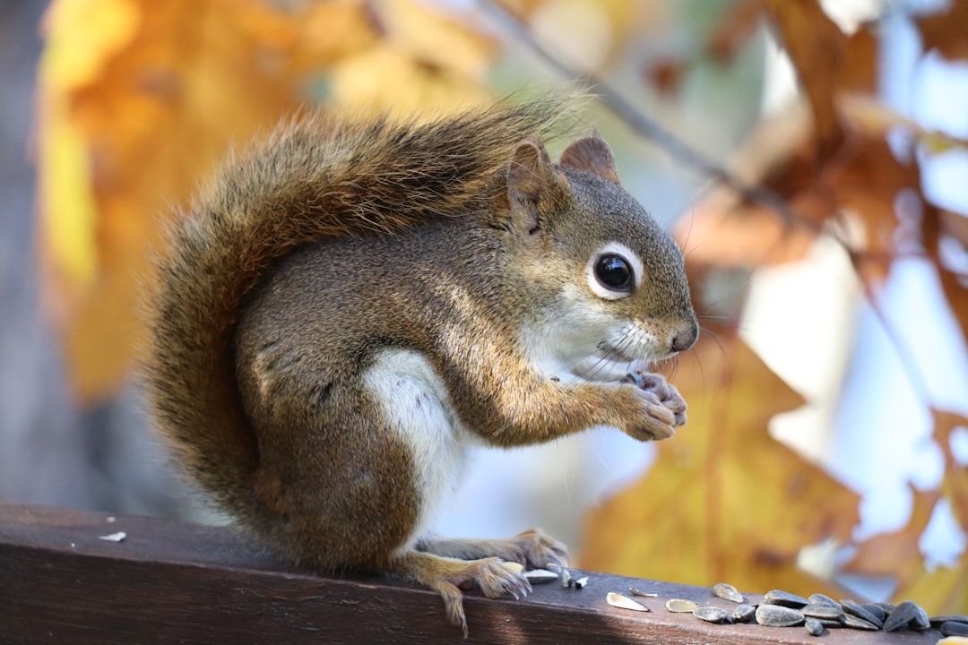 The Resourceful Squirrel: Master of Preparation (Image Credits: Unsplash)