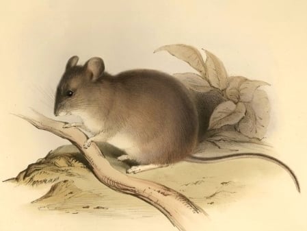 The Yellow-Rumped Leaf-Eared Mouse (Image Credits: Wikimedia)
