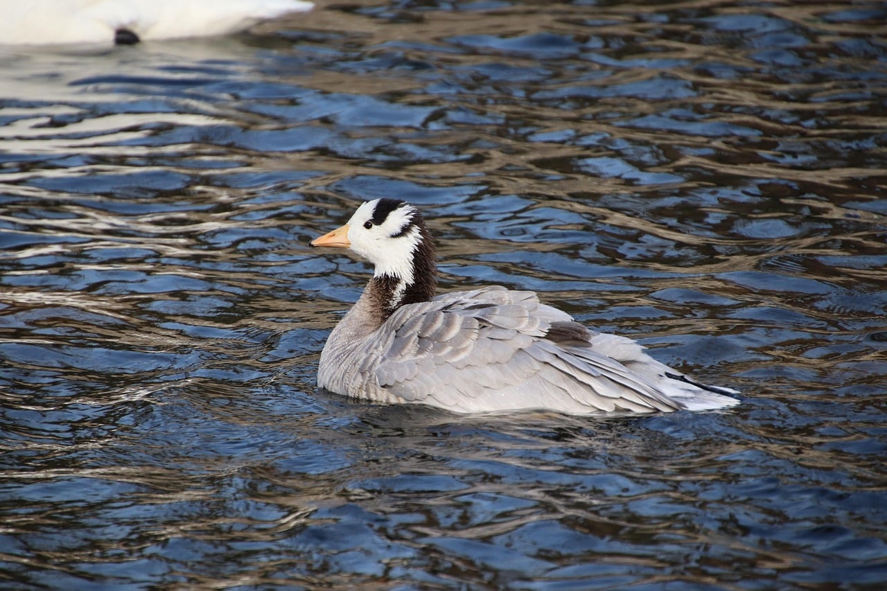 Bar-Headed Geese (Image Credits: Pixabay)