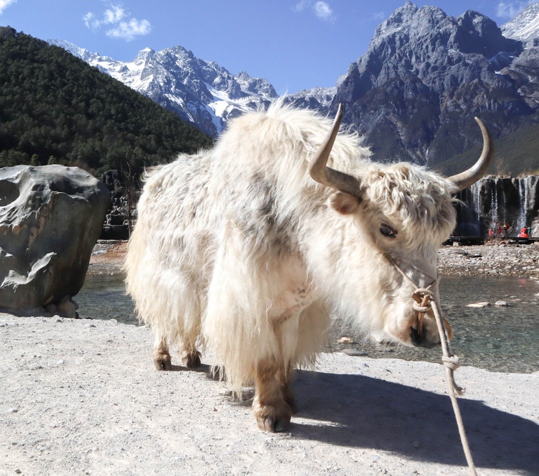 Yaks (Image Credits: Unsplash)