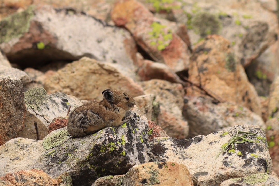 Pikas (Image Credits: Unsplash)