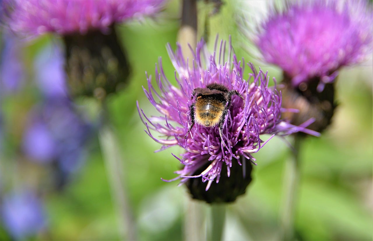 Bumblebees (Image Credits: Pixabay)