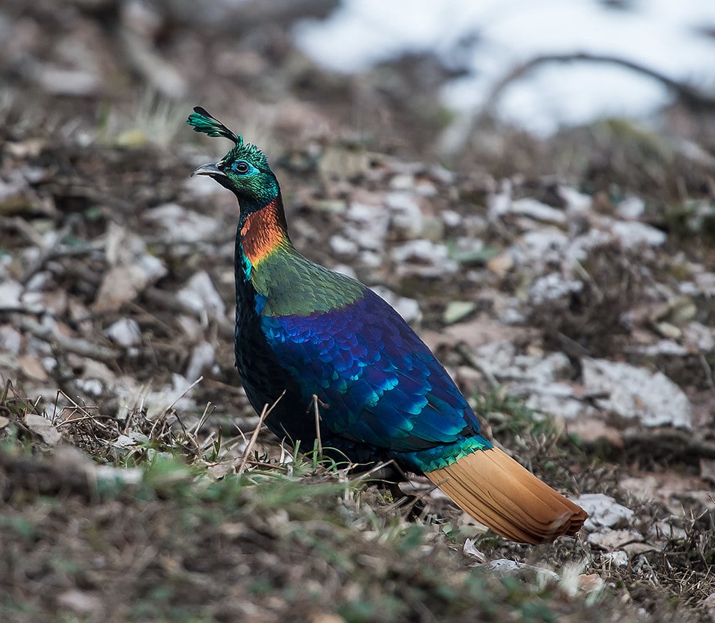 The Himalayan Monal (Image Credits: Flickr)