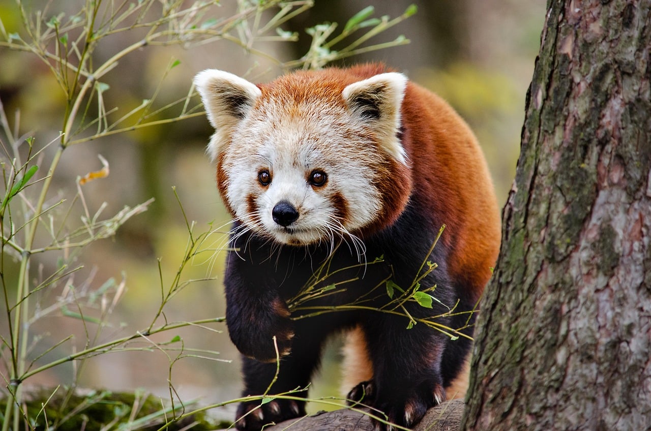 Red Pandas (Image Credits: Pixabay)