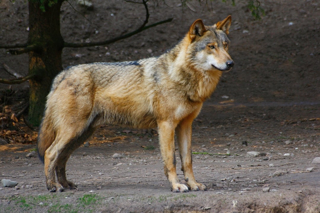 Ethiopian Wolves (Image Credits: Unsplash)