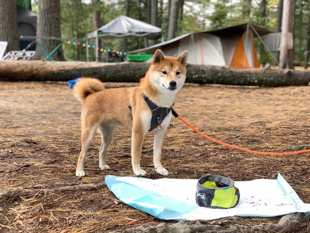 Bringing Dogs Without Proper Precautions (Image Credits: Unsplash)
