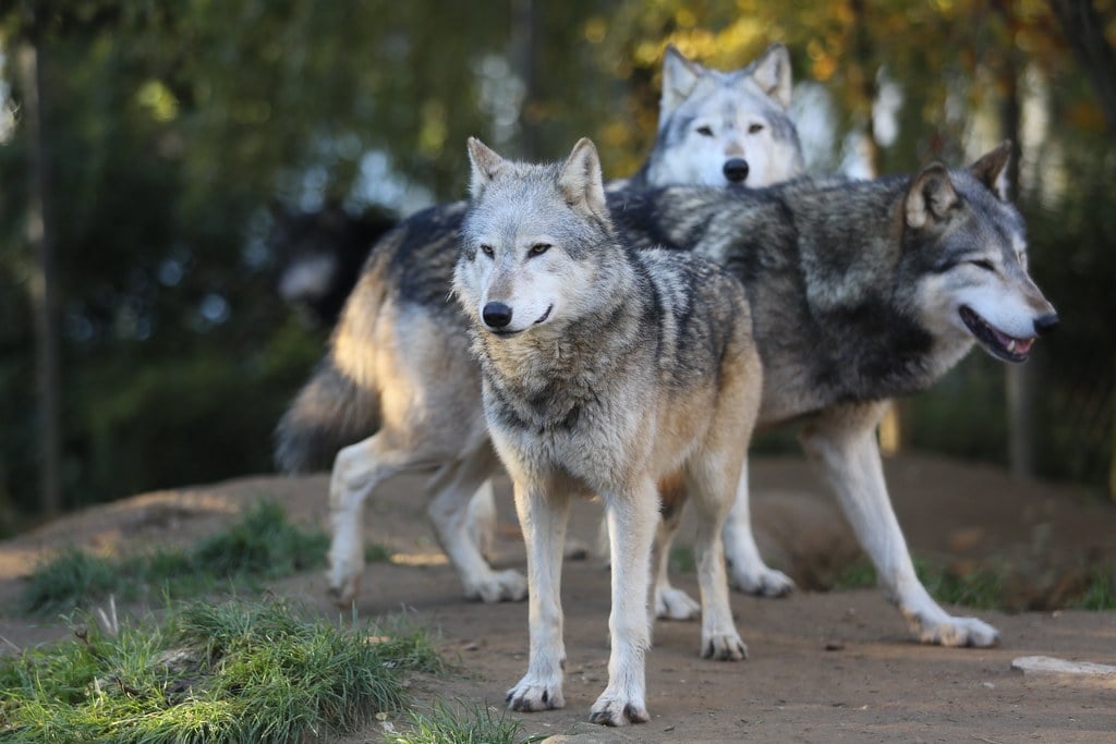 Approaching or Attempting to Feed Wolves (Image Credits: Flickr)
