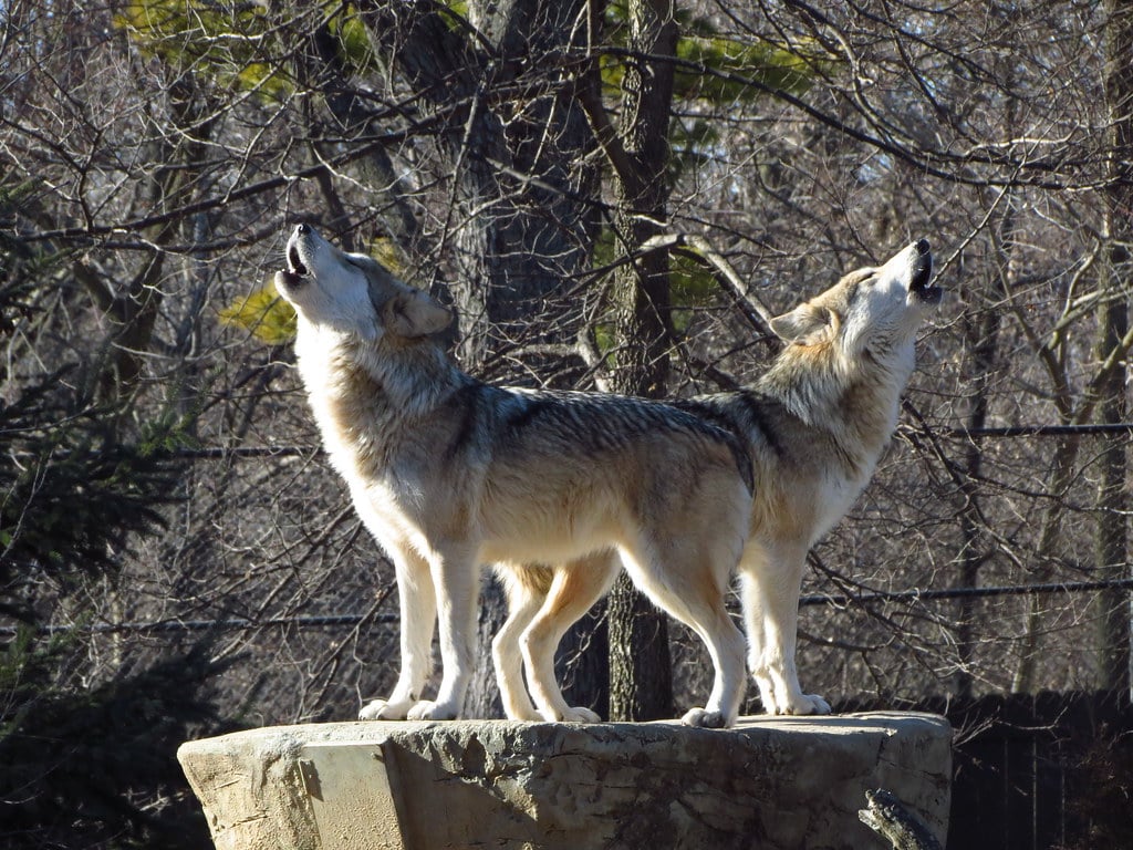 Ignoring Wolf Behavioral Warning Signs (Image Credits: Flickr)