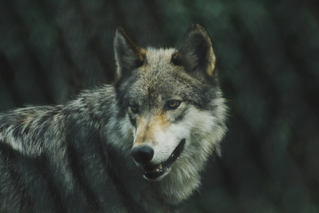 Underestimating Wolf Intelligence and Adaptability (Image Credits: Unsplash)