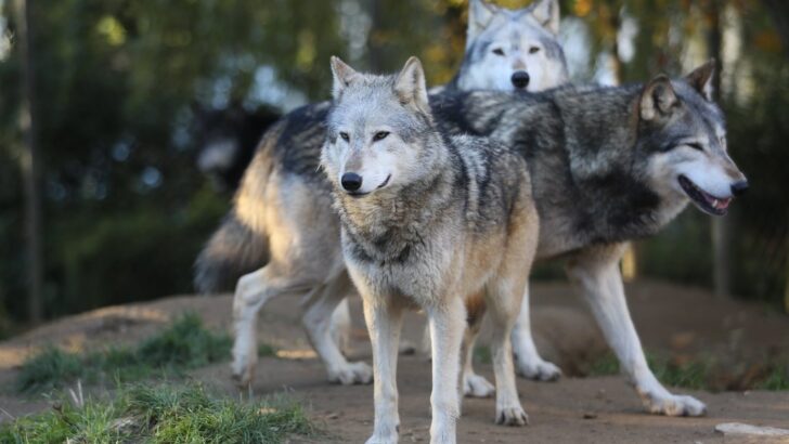 10 Mistakes People Make When Camping in Wolf Country