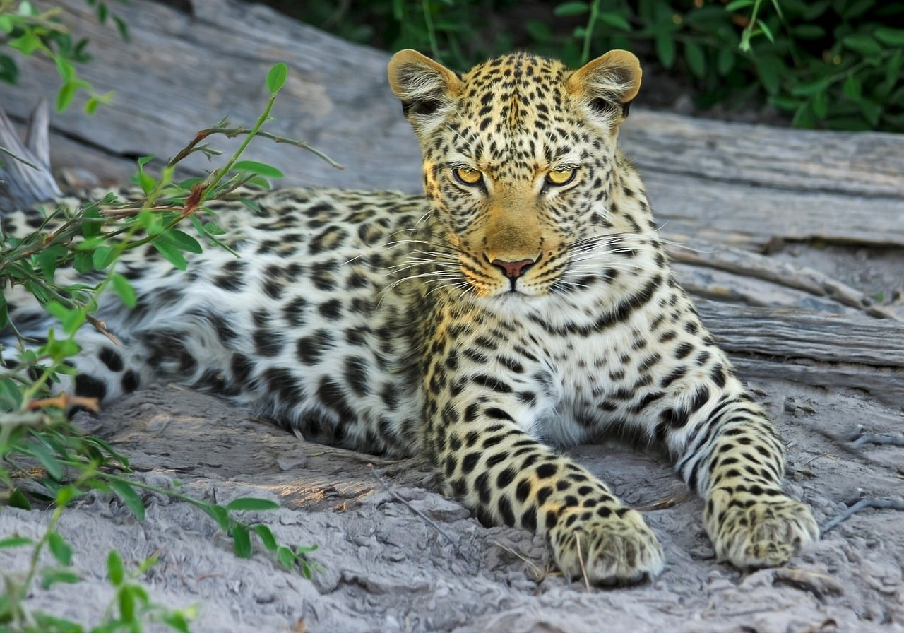 The Fierce Leopard: Bold and Statement-Making (Image Credits: Pixabay)