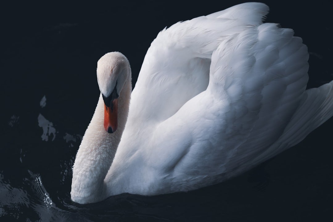 The Elegant Swan: Classic and Timeless (Image Credits: Unsplash)