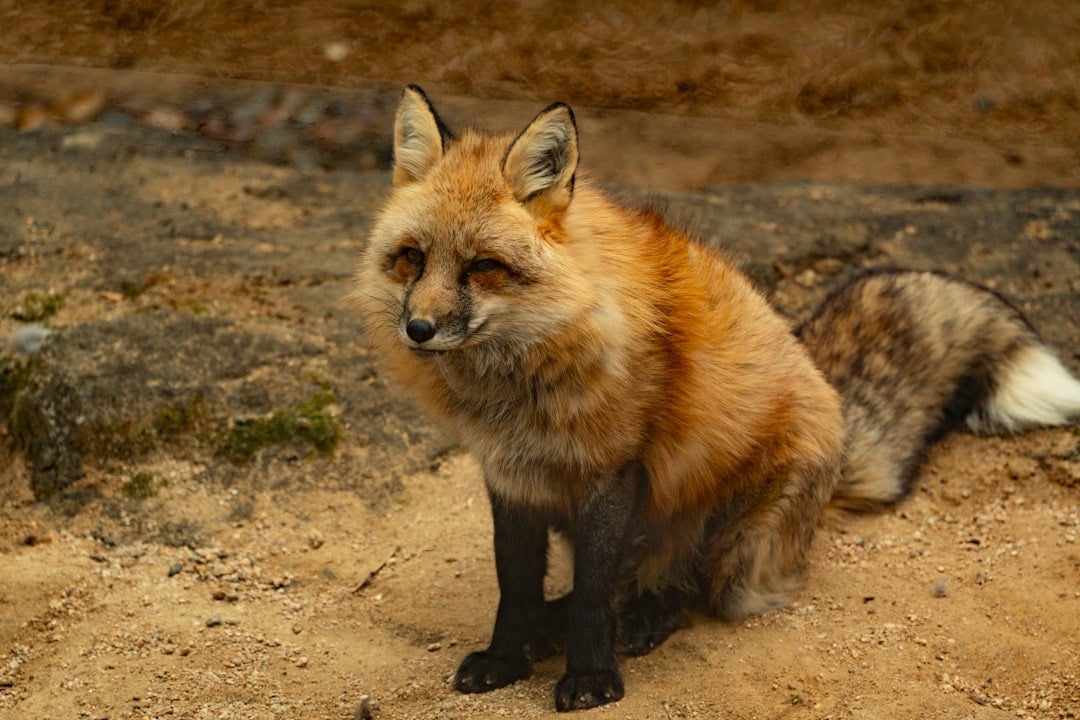 The Adventurous Fox: Creative and Cunning (Image Credits: Unsplash)