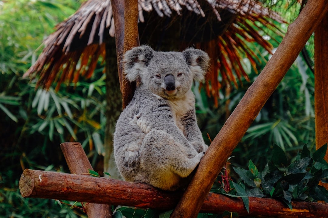 The Comfortable Koala: Natural and Easy-Going (Image Credits: Unsplash)