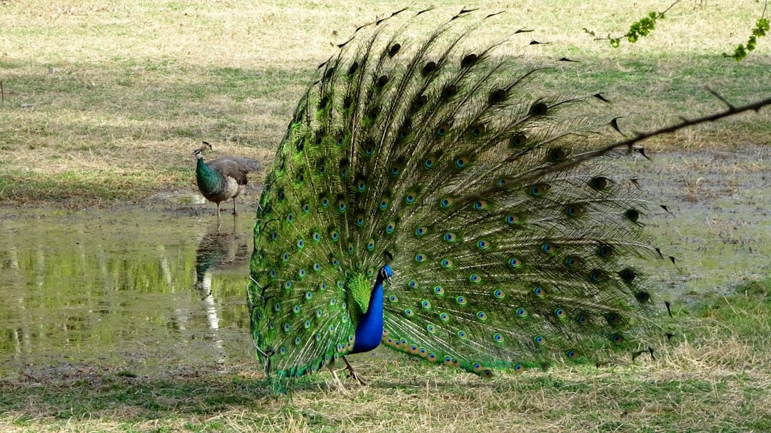 The Dramatic Peacock: Bold and Theatrical (Image Credits: Unsplash)