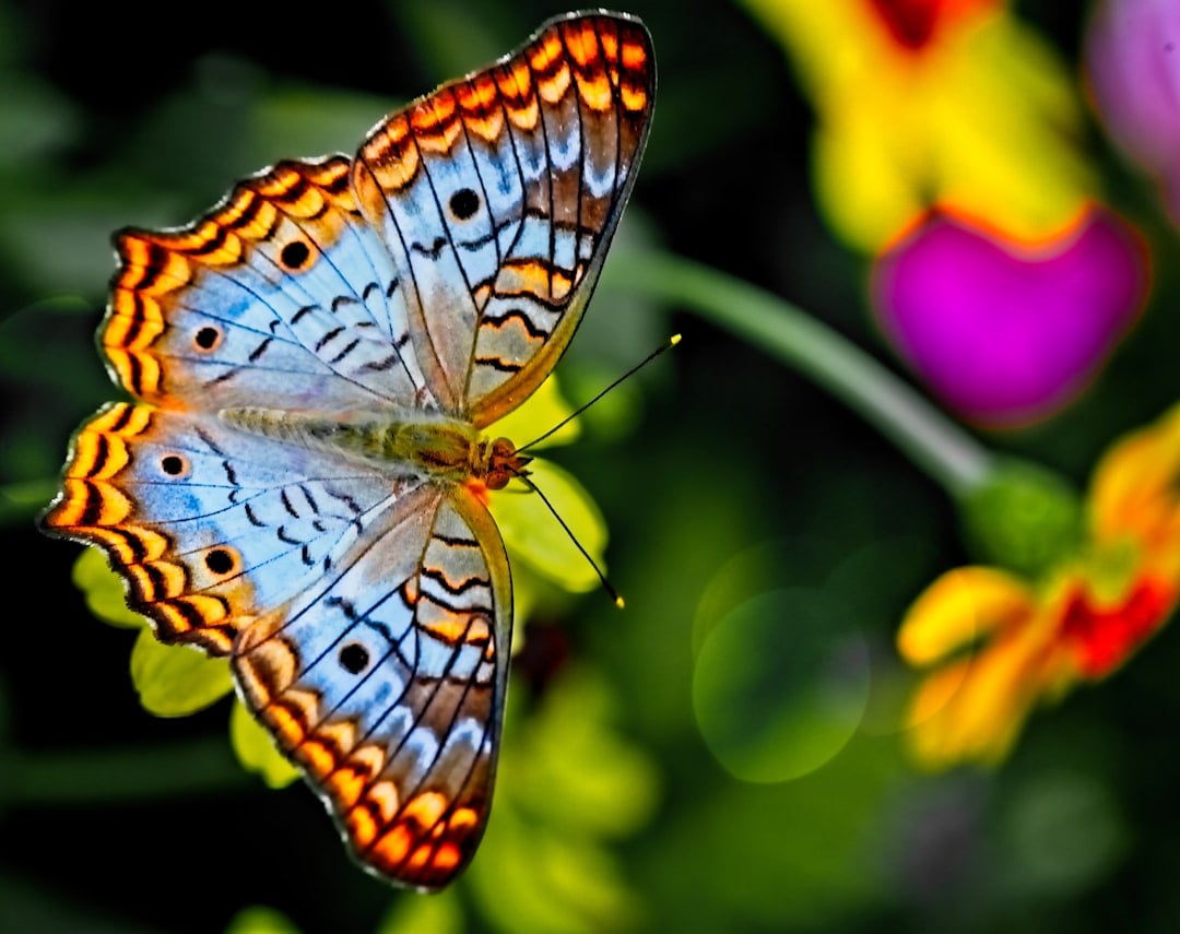 The Cheerful Butterfly: Colorful and Transformative (Image Credits: Unsplash)
