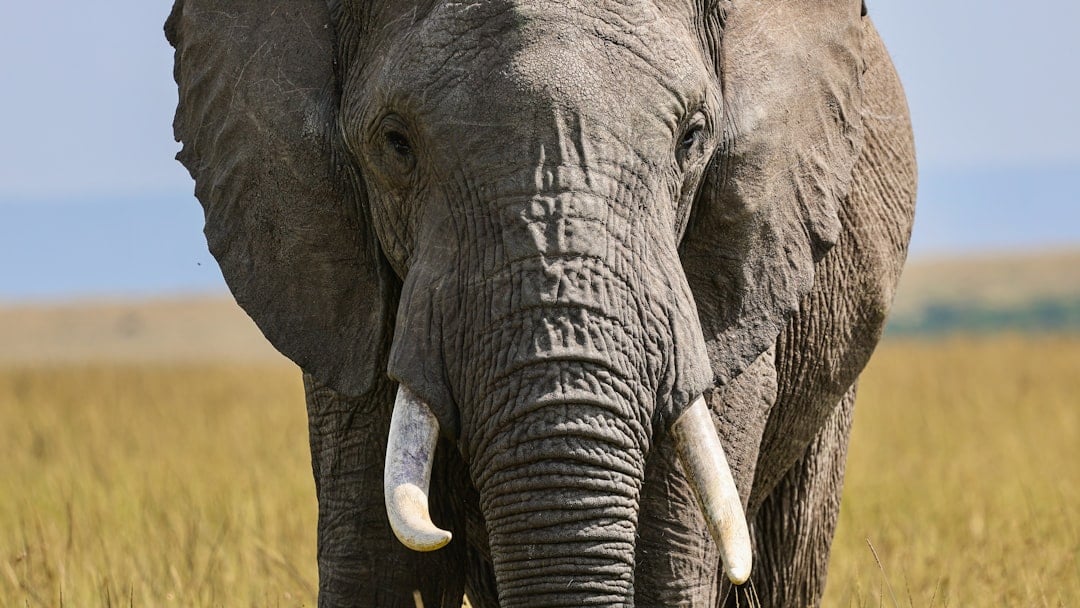 The Steady Elephant: Reliable and Thoughtful (Image Credits: Unsplash)