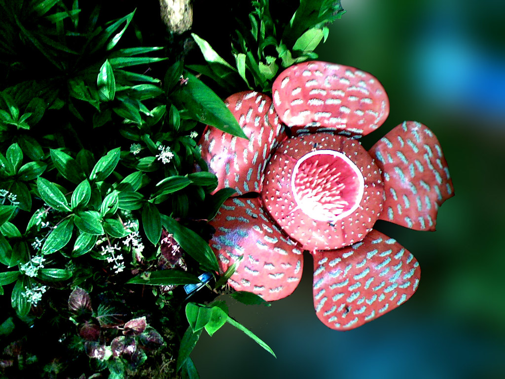 The Flower-Like Face Design Has Real Biological Precedents (Image Credits: Flickr)