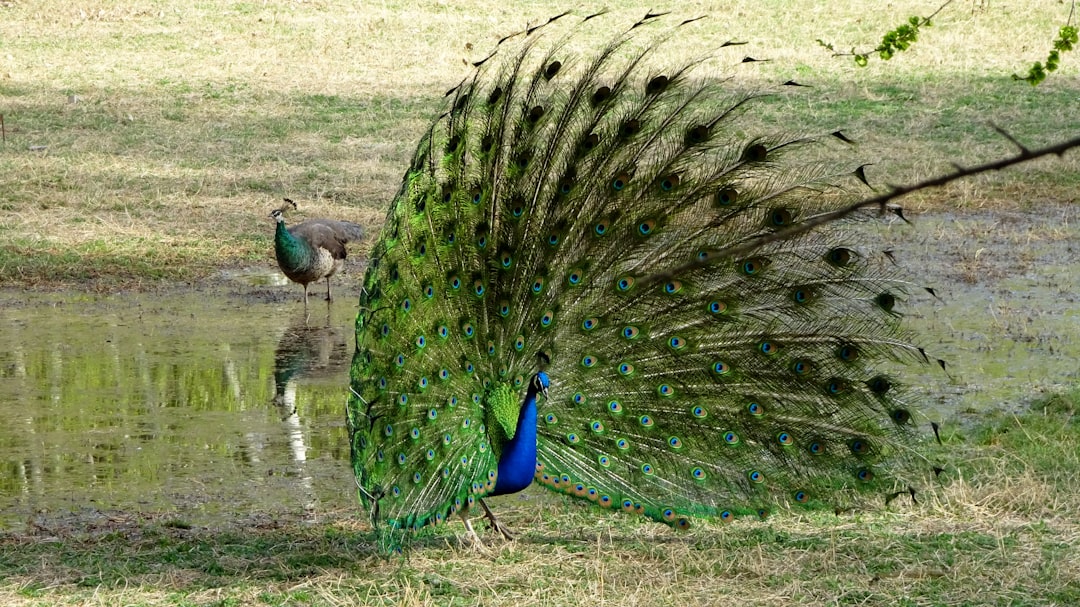 The Bohemian Peacock of Coachella (Image Credits: Unsplash)