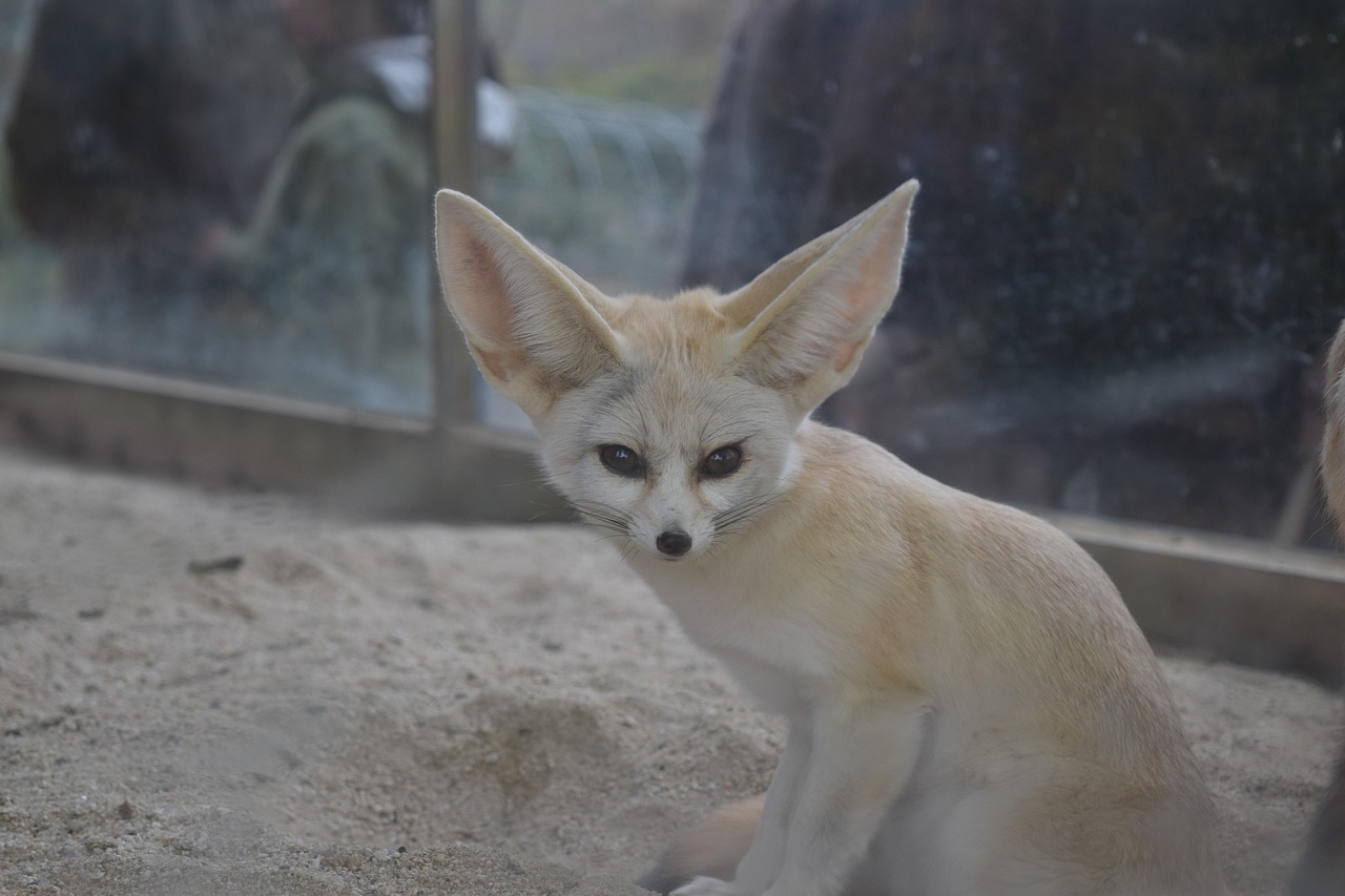 The Wandering Desert Fox Connection (Image Credits: Pixabay)