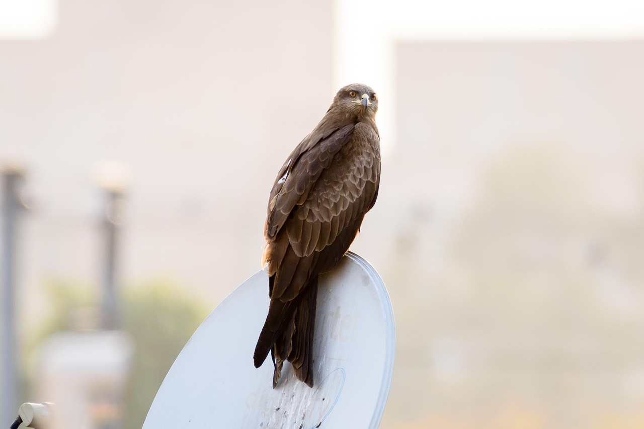 The Urban Hawk's Territory (Image Credits: Pixabay)