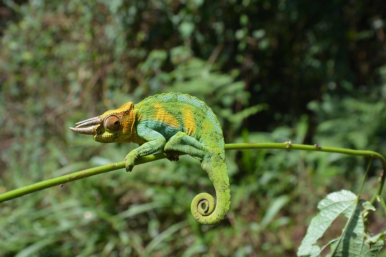 The Chameleon's Adaptive Nature (Image Credits: Pixabay)