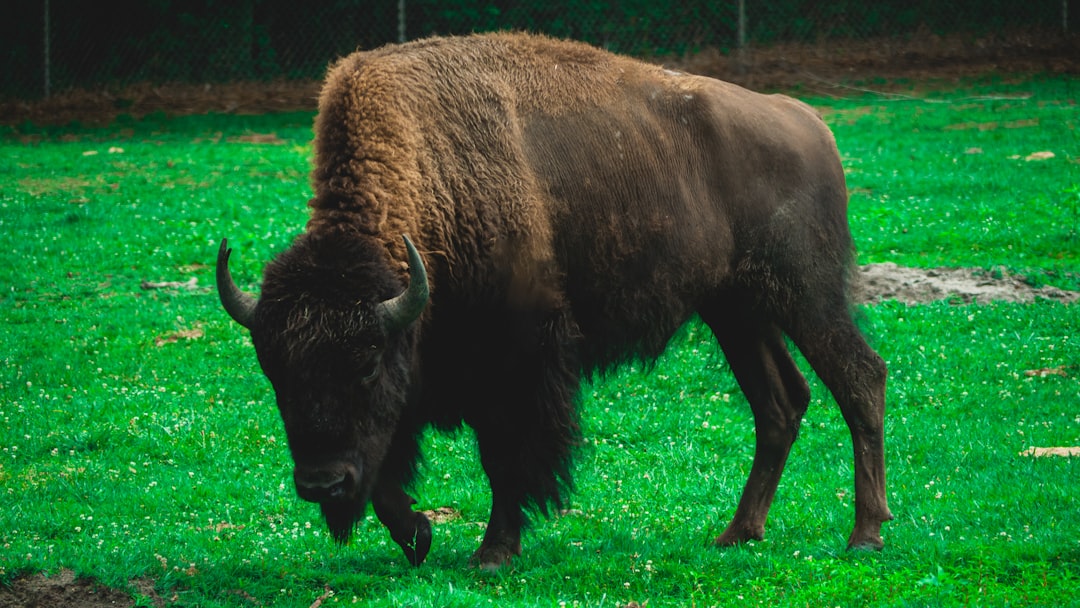 The Sacred Buffalo's Community Spirit (Image Credits: Unsplash)
