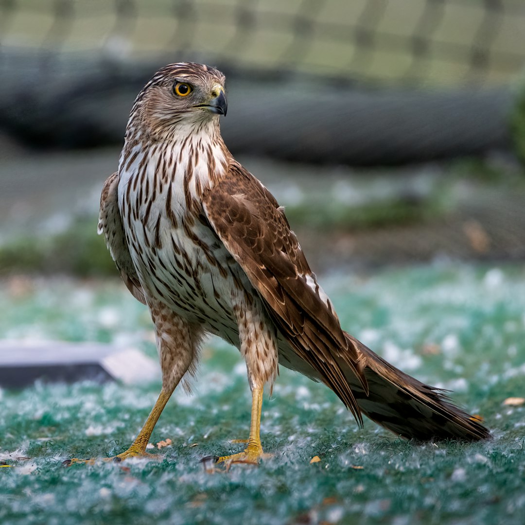 The Urban Hawk - Master of Adaptation (Image Credits: Unsplash)