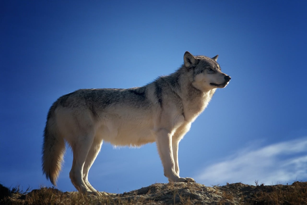 The Wolf - Guardian of Wild Spaces (Image Credits: Pixabay)