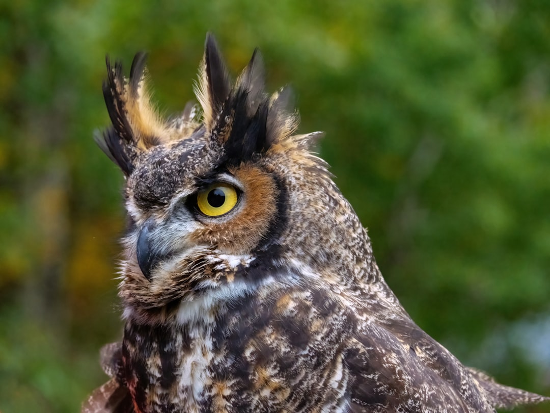 The Great Horned Owl - Silent Urban Predator (Image Credits: Unsplash)