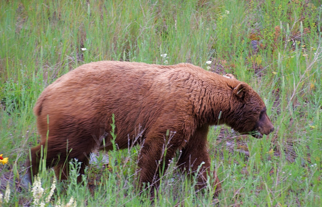 The Black Bear - Rural Boundary Walker (Image Credits: Unsplash)