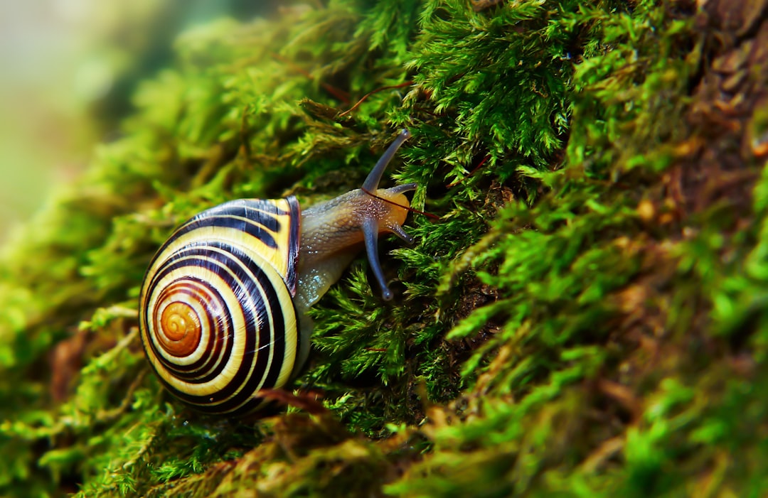 Slugs and Snails (Image Credits: Unsplash)