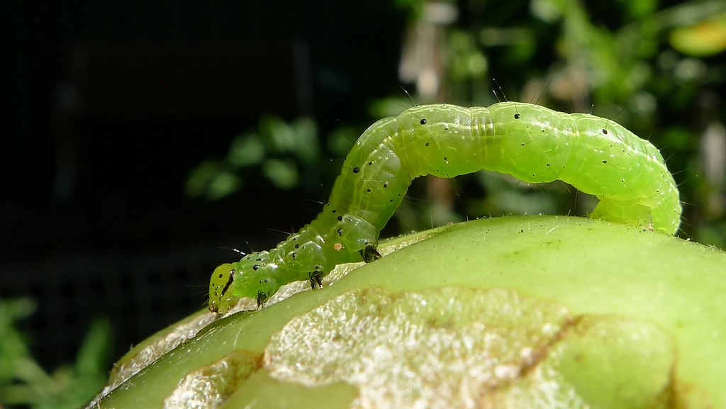 Cabbage Loopers (Image Credits: Flickr)