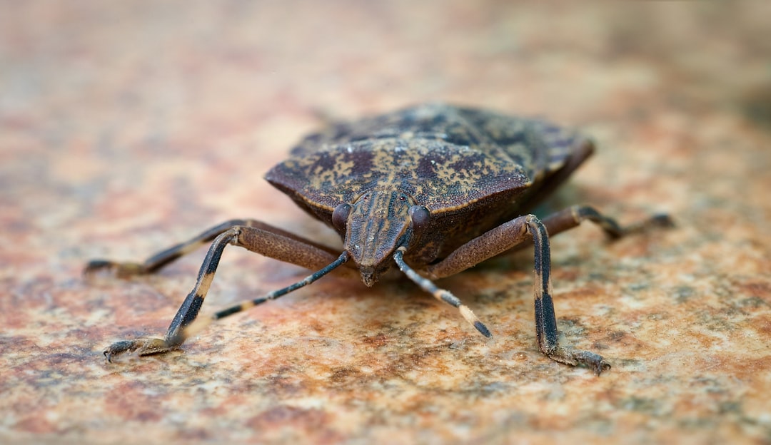 Stink Bugs (Image Credits: Unsplash)