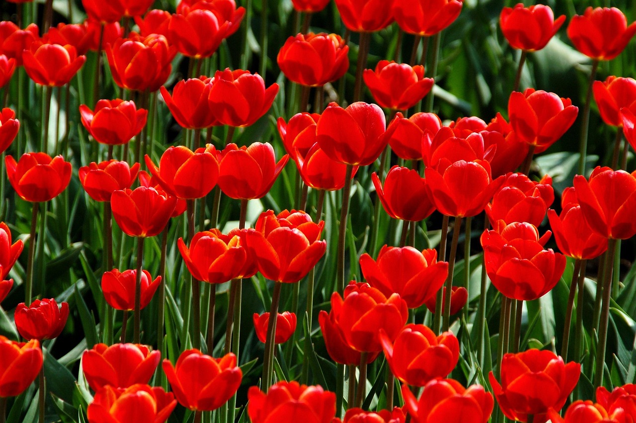Deploy Companion Plants as Natural Repellents (Image Credits: Pixabay)