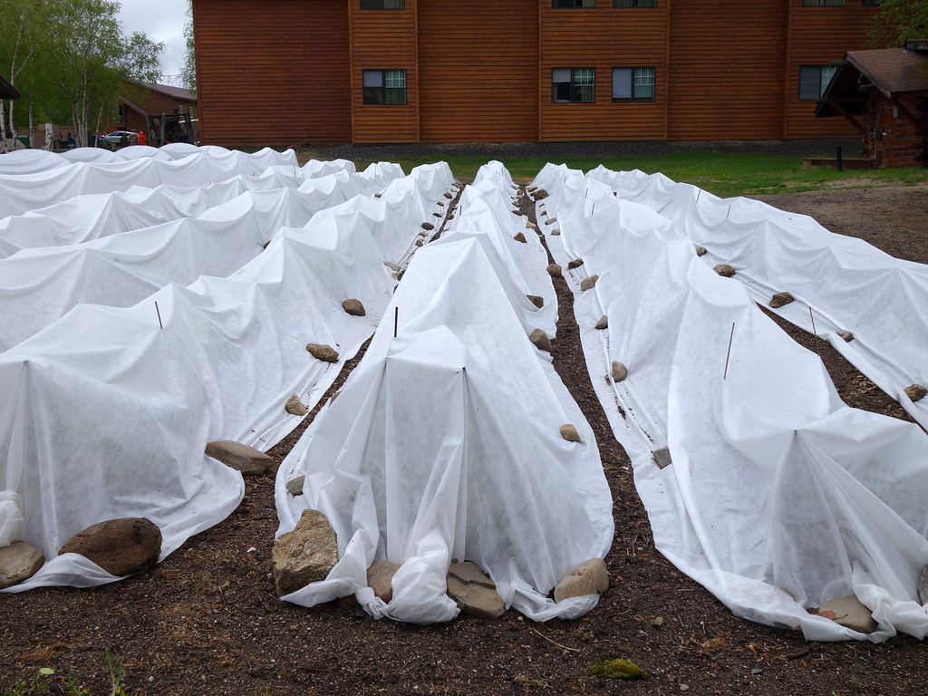 Create Physical Barriers with Row Covers (Image Credits: Flickr)