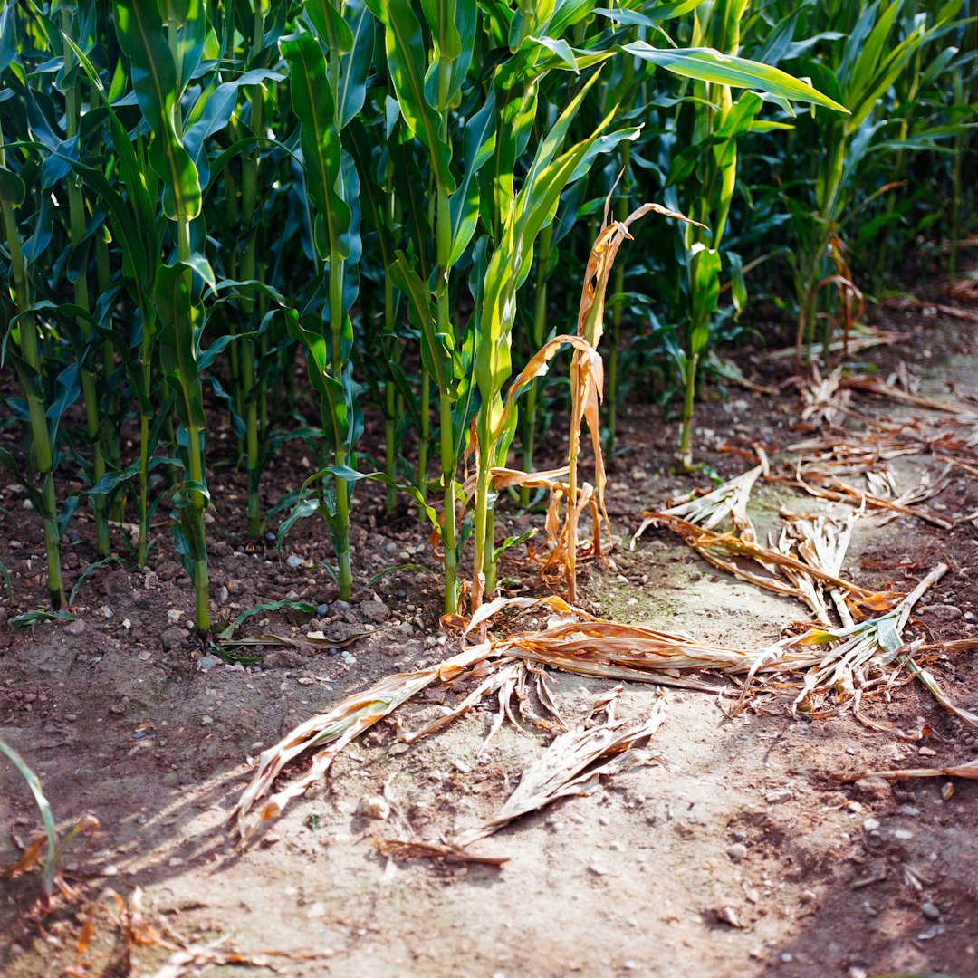 Implement Trap Crops and Diversified Planting (Image Credits: Unsplash)