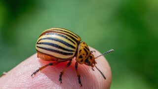 8 Ways To Get Rid of The Invasive Colorado Potato Beetle From Your Garden