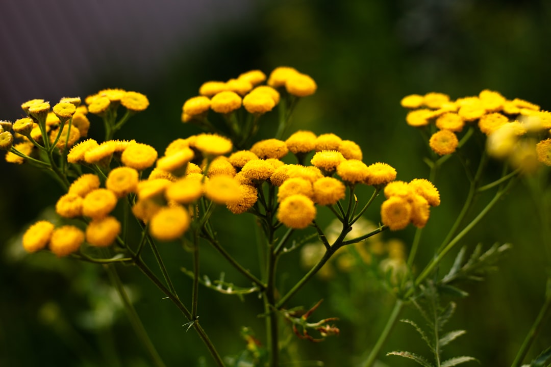 Tansy - The Powerhouse Repellent (Image Credits: Unsplash)