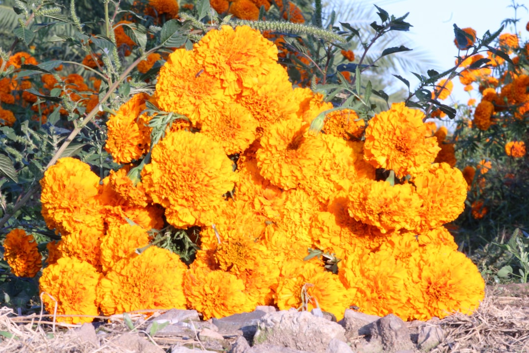Marigolds - The Golden Guardians (Image Credits: Unsplash)