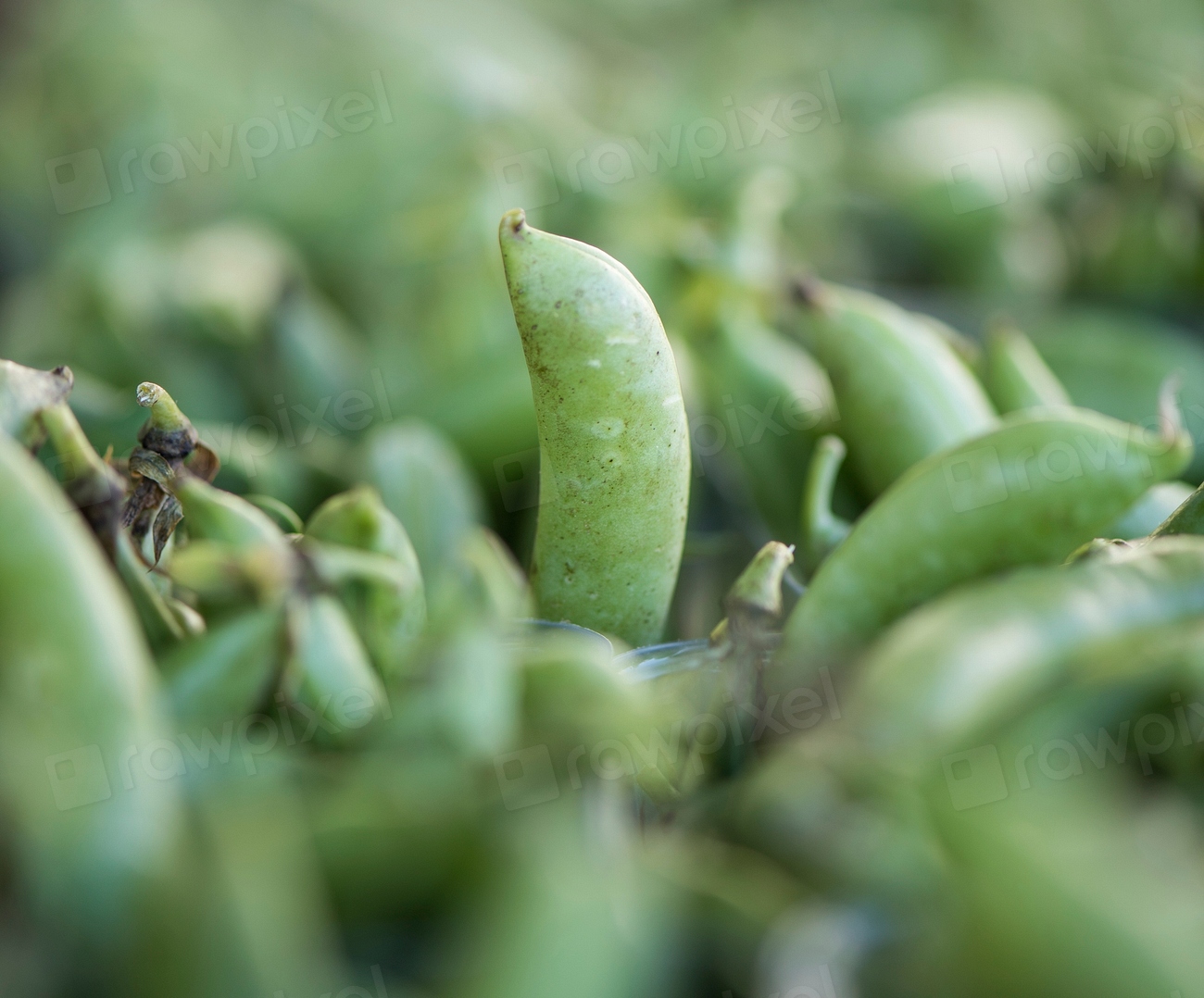 Bush Beans - The Unexpected Heroes (Image Credits: Rawpixel)