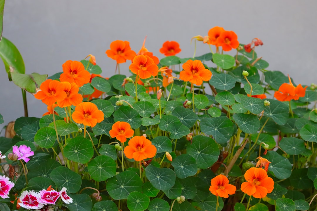 Nasturtiums - The Beautiful Decoys (Image Credits: Unsplash)