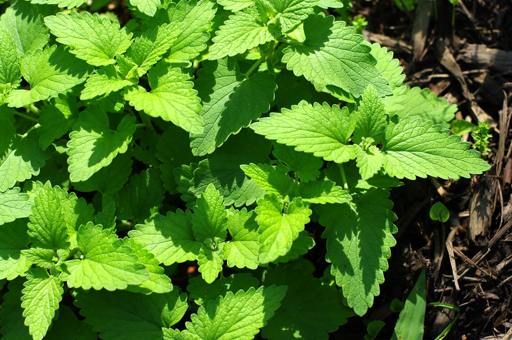 Catnip - The Feline-Approved Fortress (Image Credits: Flickr)