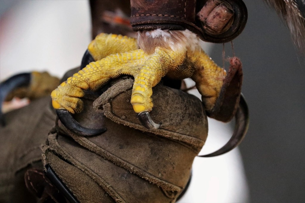 Unbreakable Talons as Deadly Weapons (Image Credits: Rawpixel)