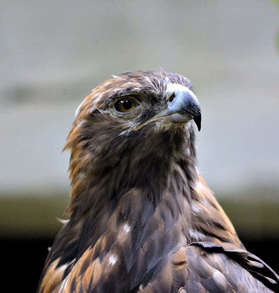 Superior Hunting Intelligence and Strategy (Image Credits: Flickr)